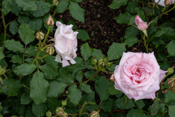 雨に濡れた可憐な白バラの低木