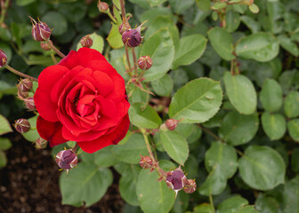 情熱的な一輪の赤いバラと蕾