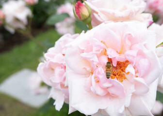 バラの花に止まるミツバチと柔らかな光