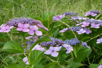 初夏に咲く紫色のガクアジサイの花