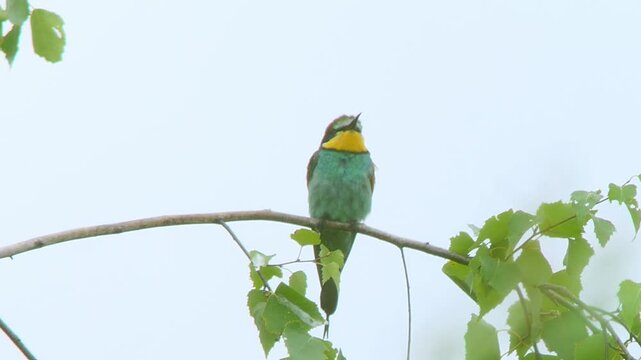 European Bee-eater (Merops apiaster) Calling with Nuptial Gift on Tree Branch at Sunrise in Summer &ndash; B&ouml;tzingen, Baden-W&uuml;rttemberg, Germany, Europe