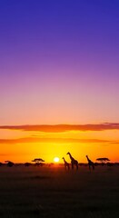 Serene African Sunset with Giraffes Silhouetted.