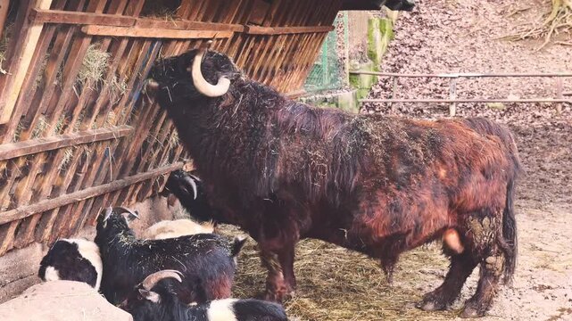 A long-horned shaggy bull standing amongst a herd of goats in a traditional rustic farmyard with a wooden feeding structure