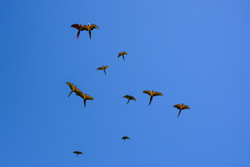 blue, yellow and red parrot macaws flying in the blue sky © Schaefer Photography
