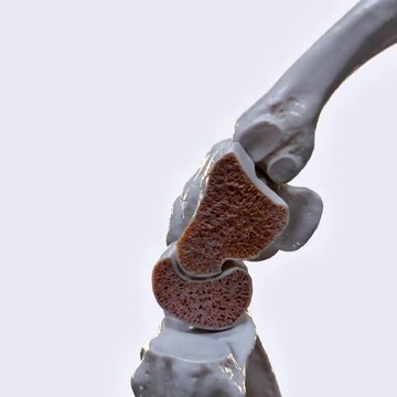 Biomechanics of the hand- flexion and extension