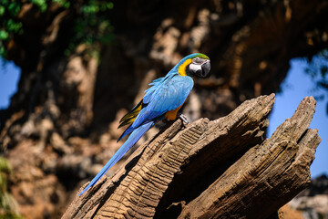 blue and yellow macaw in flight feathered friends