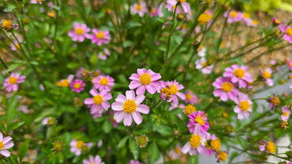 Obraz premium Bidens ferulifolia 'Pretty in Pink' has small, bright pink flowers with golden yellow stamens, resembling daisies or cosmos. Blooms profusely year-round and tolerates full sun. Bidens is edible flower