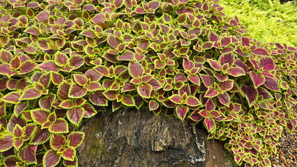 Coleus are reddish-brown with light green serrated edges plant in garden near sword fern, large rock. Painted Nettle is ornamental plant with beautiful leaves. Popularly planted to decorate gardens. 
