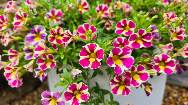 Calibrachoa Candy has two colors in a single flower, with deep pink or purple petals contrasting with yellow and white stripes. Petunia hybrida Vilm has small, cone-shaped or trumpet-shaped flowers.
