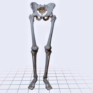 Biomechanics of the hip joint- combined flexion and adduction and extension and adduction