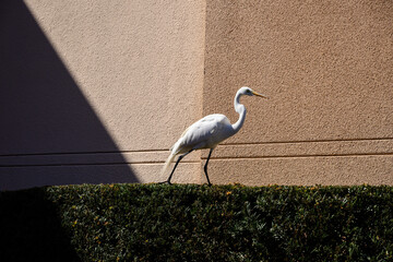 Fototapeta premium A white egret heron in front of stucco wall in florida
