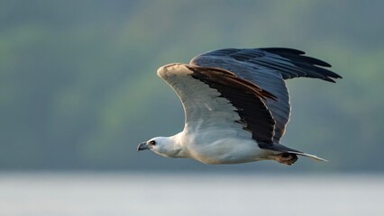 Silent Sovereign of the Skies: A White-Bellied Sea Eagle Gliding with Effortless Grace Over Calm Waters. © Michael D'Souza