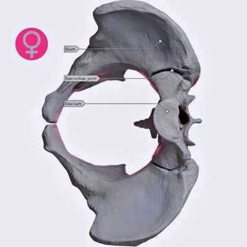 Biomechanics of the sacroiliac joints- nutation and counternutation.