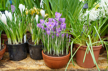 Crocuses, Hyacinths, muscari, daffodils in pots. Bulbous perennial flowers. spring flowers in pots