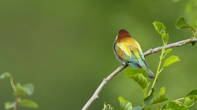 European Bee-eater (Merops apiaster) Calling with Nuptial Gift on Tree Branch at Sunrise in Summer &ndash; B&ouml;tzingen, Baden-W&uuml;rttemberg, Germany, Europe