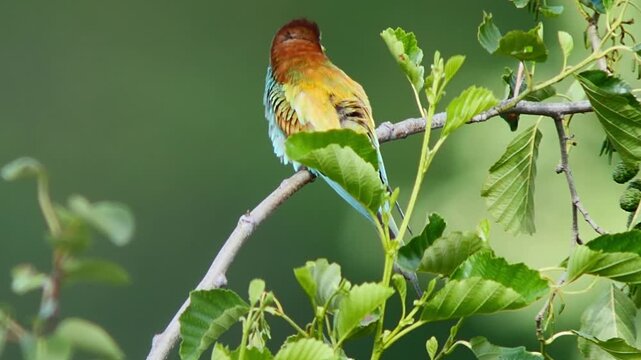 European Bee-eater (Merops apiaster) Calling with Nuptial Gift on Tree Branch at Sunrise in Summer &ndash; B&ouml;tzingen, Baden-W&uuml;rttemberg, Germany, Europe