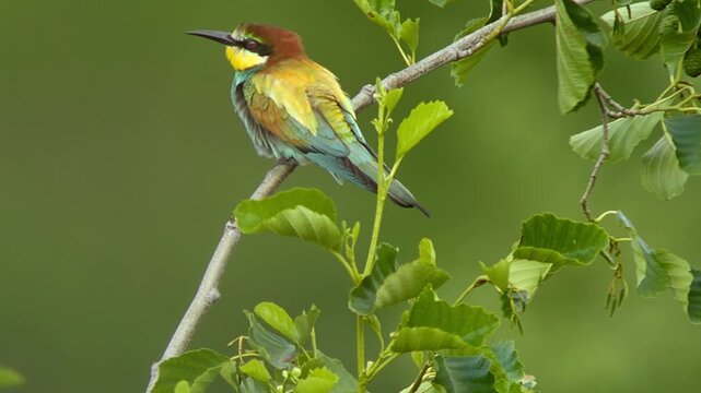 European Bee-eater (Merops apiaster) Calling with Nuptial Gift on Tree Branch at Sunrise in Summer &ndash; B&ouml;tzingen, Baden-W&uuml;rttemberg, Germany, Europe