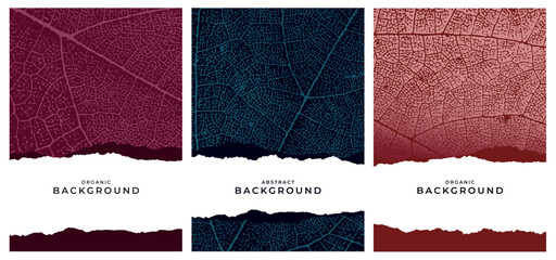Naklejka premium Vector texture of a grapevine leaf. Elegant design for covers, banners, packaging, labels, and organic texture backgrounds.