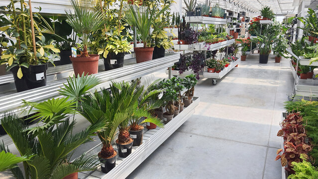 Plants for sale in a garden shop with various green options available to customers.
