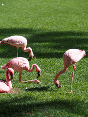 Beautiful flamingos in Tenerife 