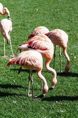Beautiful flamingos in Tenerife 
