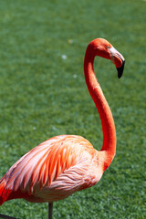 Beautiful flamingos in Tenerife 