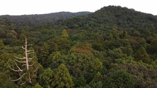 Experience Japan from Air - Drone Footage [4k+60fps]