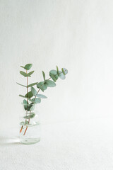 ユーカリ　植物　グリーン　背景　コピースペース　壁紙　シンプル　白　ナチュラル