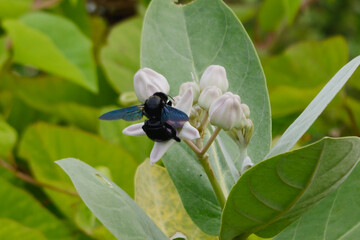 Large black bees take nectar from flowers