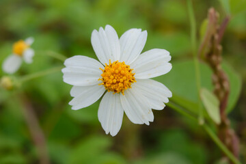 Beautiful little daisy flowers blooming