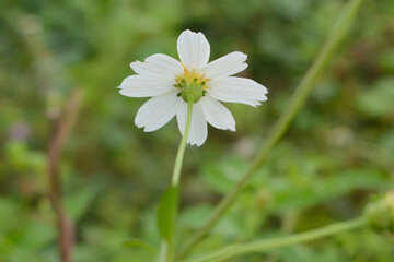 Behind the blooming daisy petals