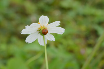 Small ladybug on a daisy flower