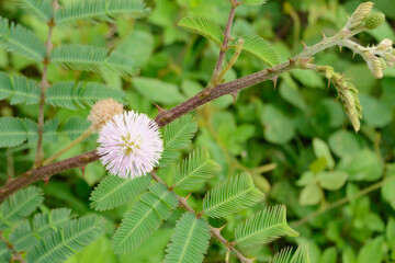 Round pink flowers on the mimosa pudica plant