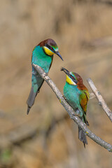 Fototapeta premium European Bee-eater (Merops apiaster) perched on a branch & in flight