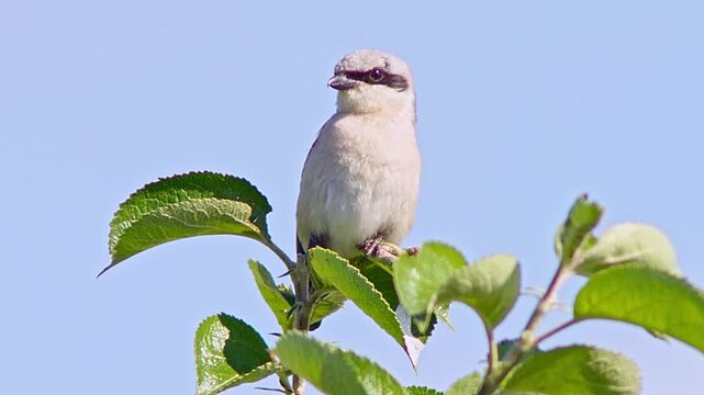 Red-backed Shrike (Lanius collurio) Male Hunting at Sunrise in Summer, Close-up 4K Video &ndash; B&ouml;tzingen, Baden-W&uuml;rttemberg, Germany, Europe