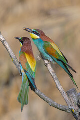 Obraz premium European Bee-eater (Merops apiaster) perched on a branch & in flight