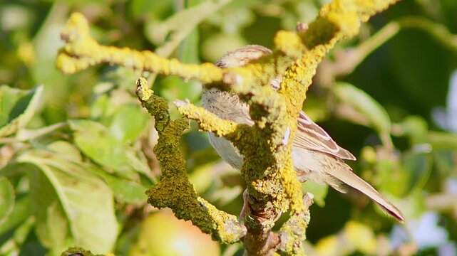 Corn Bunting (Emberiza calandra) Perched at Sunrise in Summer, Close-up 4K Video &ndash; B&ouml;tzingen, Baden-W&uuml;rttemberg, Germany, Europe