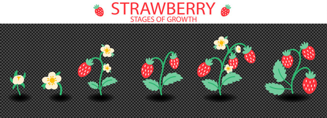 Strawberry heart sticker for illustration coquette icon and fruit vector girl. Plant vintage cute for set floral bush and simple growth stages of growth. Strawberry berry girly for illustration © alia.kurianova