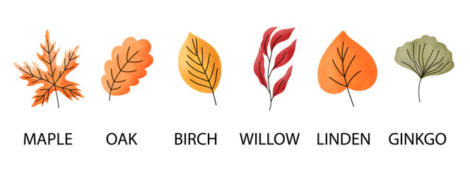 Autumn maple watercolor with leaves leaf fall for dry japanese tree. Vector foliage yellow with red color illustration for oak brown cute. Design element autumn with gold leaves © alia.kurianova