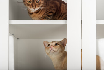 Burmese cat in cabinet