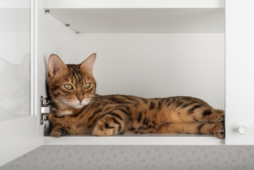 Cat resting inside cupboard
