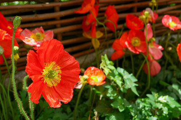 Fleurs de pavot rouge, coquelicot, jour, horizontal