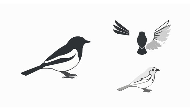 Oriental magpie robin flat vector illustration doyel bird set
