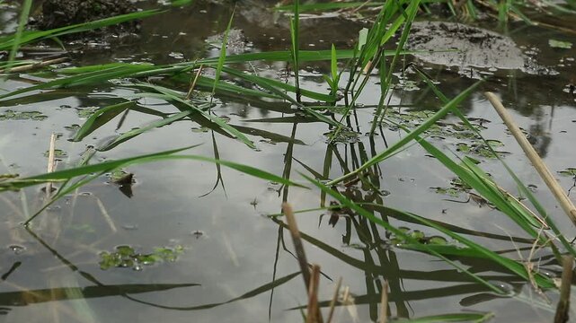 After the rice harvest, the straw is left to rot and become organic fertilizer, restoring nutrients to the soil.