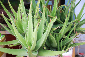 Obraz premium Cluster of healthy aloe vera plants growing in black pot