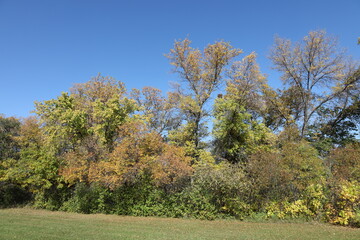 Obraz premium fall colors overtake green in dense boreal forest under clear deep blue autumn sky (rural, landscape)