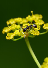 A close-up view of an ant eating nectar from a meadow flower © Sergey