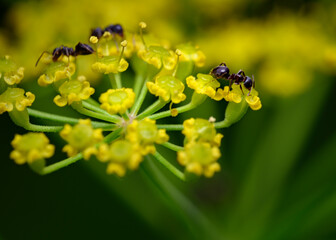 A close-up view of an ant eating nectar from a meadow flower © Sergey
