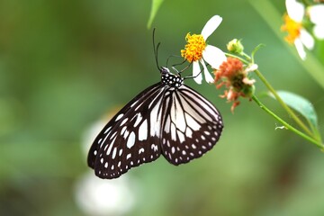 Close up of a Glassy Tiger butterfly (Ideopsis juventa) perched on a wildflower