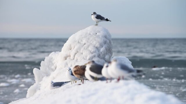 Winter seagull perched on icy rock by sea amid flock and cold horizon